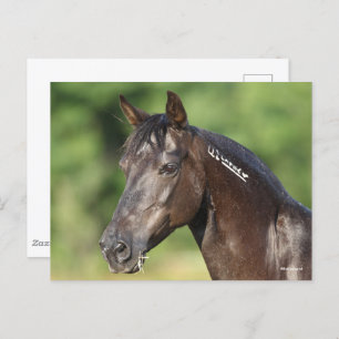 Bob Langrish   Spanish Mustang Mare Headshot Postcard