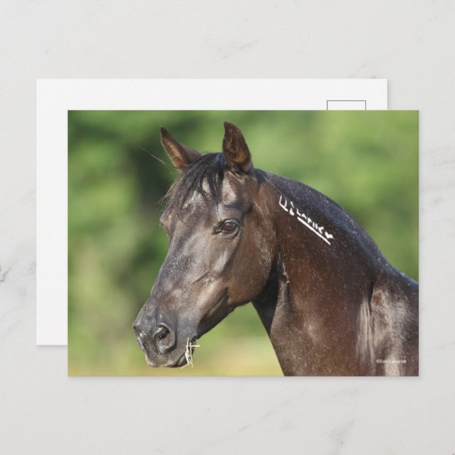 Bob Langrish | Spanish Mustang Mare Headshot Postcard (Front/Back)
