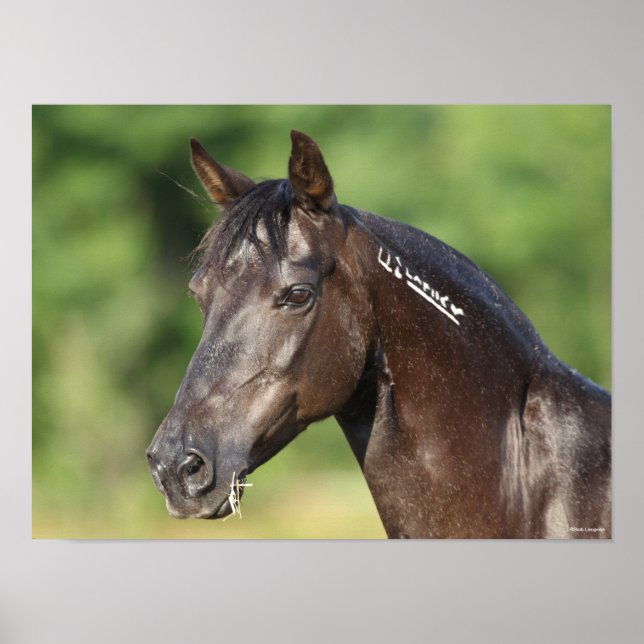 Bob Langrish | Spanish Mustang Mare Headshot Poster (Front)