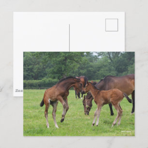 Bob Langrish   Sport Horse Foals Playing Postcard