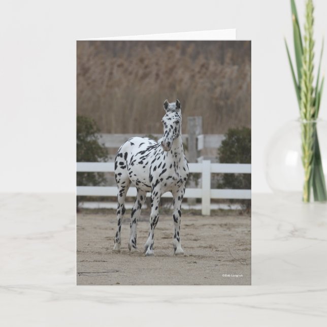 Bob Langrish | Spotty Appaloosa Friesian Standing Card (Front)