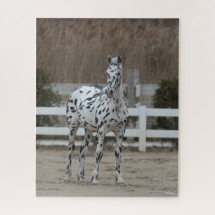 Bob Langrish Spotty Appaloosa Friesian Standing Jigsaw Puzzle