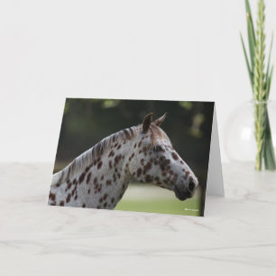 Bob Langrish   Spotty Appaloosa Headshot Card