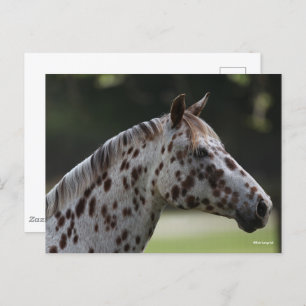 Bob Langrish   Spotty Appaloosa Headshot Postcard