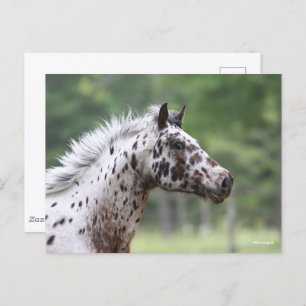 Bob Langrish Spotty Knapstrupper Headshot Postcard