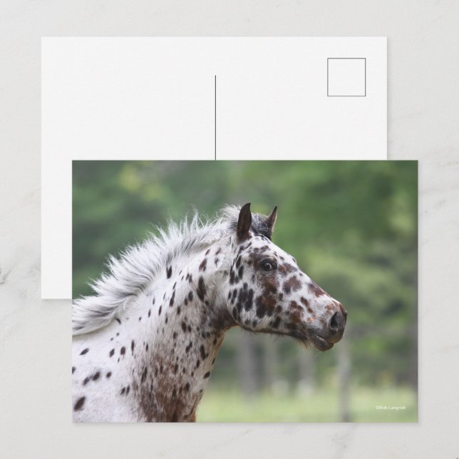 Bob Langrish | Spotty Knapstrupper Headshot Postcard (Front/Back)