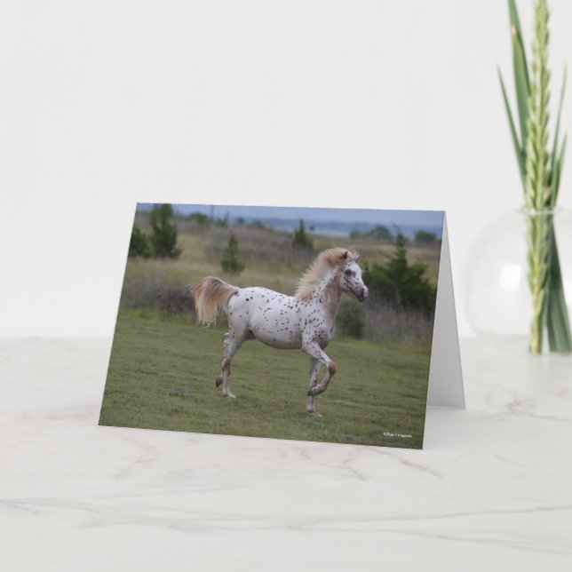 Bob Langrish | Spotty Pony Of America Card (Front)