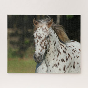 Bob Langrish   Spotty Pony Of America Headshot Jigsaw Puzzle