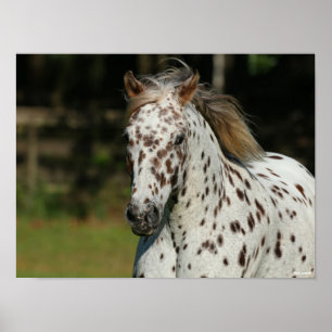 Bob Langrish   Spotty Pony Of America Headshot Poster