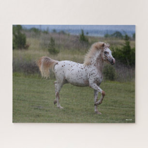 Bob Langrish   Spotty Pony Of America Jigsaw Puzzle