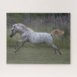 Bob Langrish   Spotty Pony of America Leaping Jigsaw Puzzle