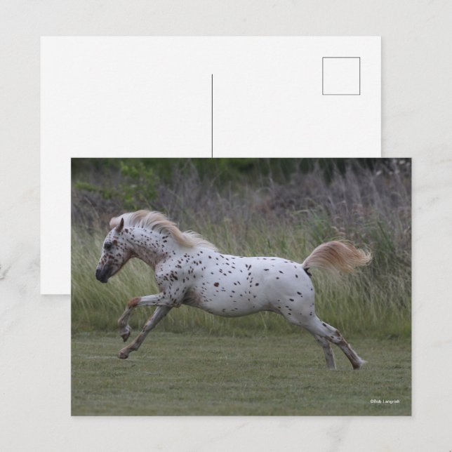 Bob Langrish | Spotty Pony of America Leaping Postcard (Front/Back)