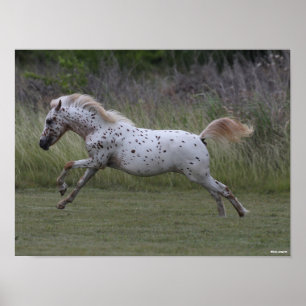 Bob Langrish   Spotty Pony of America Leaping Poster