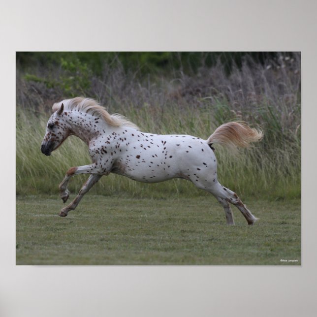 Bob Langrish | Spotty Pony of America Leaping Poster (Front)