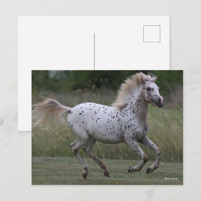 Bob Langrish | Spotty Pony Of America Running Postcard (Front/Back)