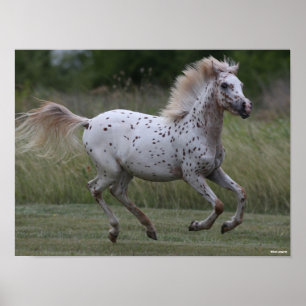 Bob Langrish   Spotty Pony Of America Running Poster