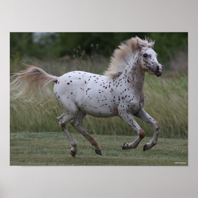 Bob Langrish | Spotty Pony Of America Running Poster (Front)