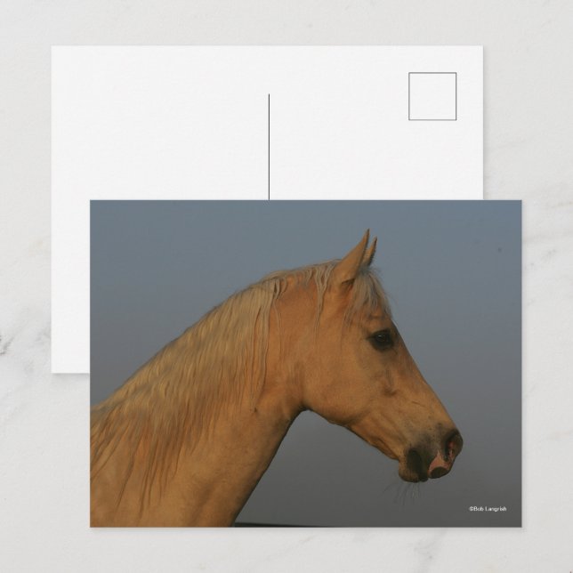 Bob Langrish | Tennessee Walker Misty Headshot Postcard (Front/Back)