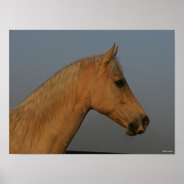 Bob Langrish | Tennessee Walker Misty Headshot Poster (Front)