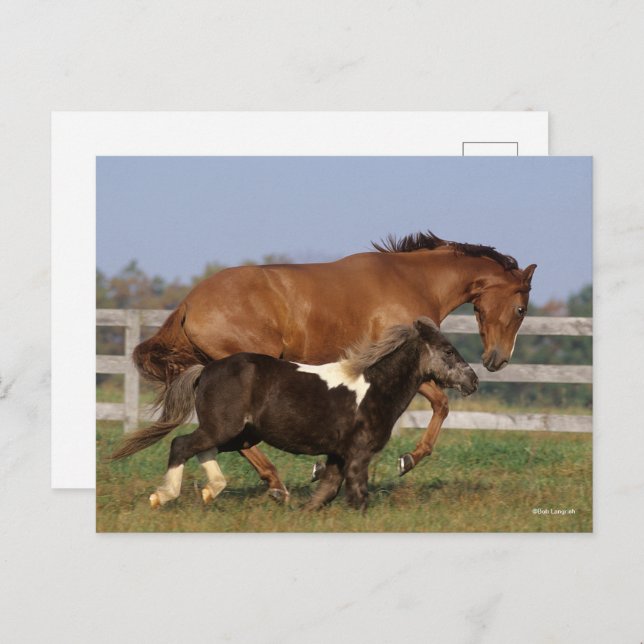 Bob Langrish | Thoroughbred and Shetland Pony Postcard (Front/Back)