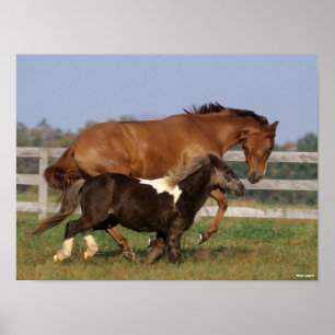 Bob Langrish   Thoroughbred and Shetland Pony Poster