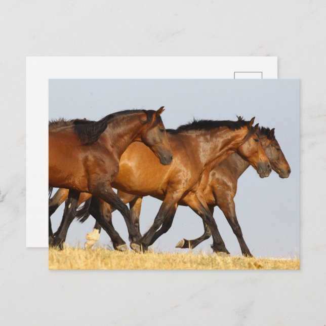 Bob Langrish | Three Andalucian Mares Running Postcard (Front/Back)