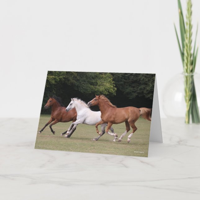 Bob Langrish | Three Arab Horses Running Together Card (Front)