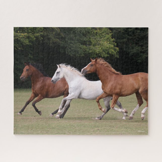 Bob Langrish | Three Arab Horses Running Together Jigsaw Puzzle (Horizontal)