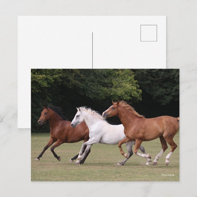 Bob Langrish | Three Arab Horses Running Together Postcard (Front/Back)