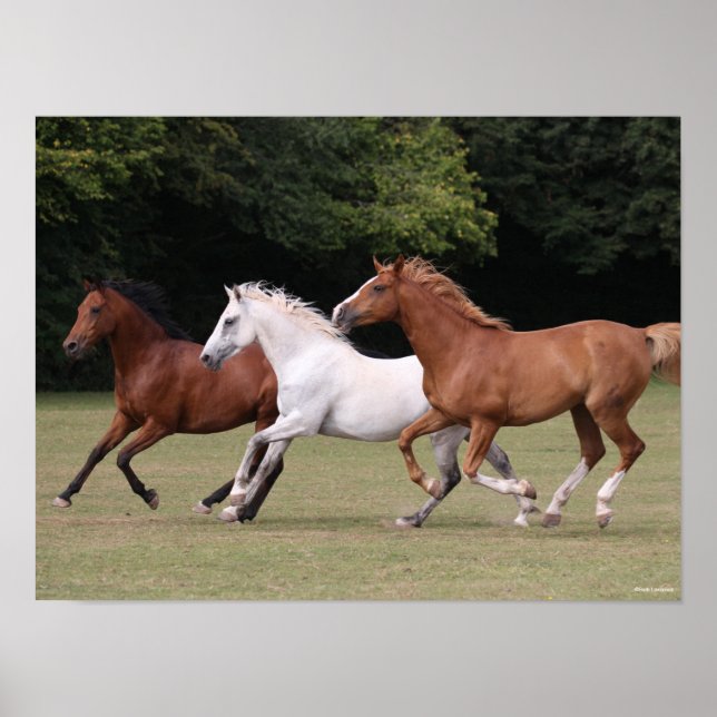 Bob Langrish | Three Arab Horses Running Together Poster (Front)