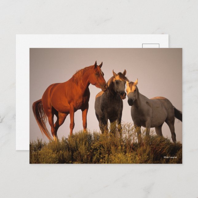 Bob Langrish Three Arab Horses Standing At Sunset Postcard (Front/Back)
