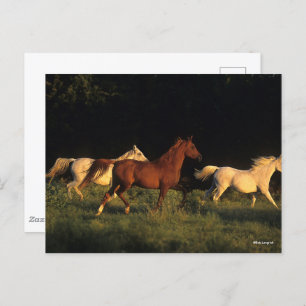Bob Langrish Three Arabs Running In Evening Light Postcard