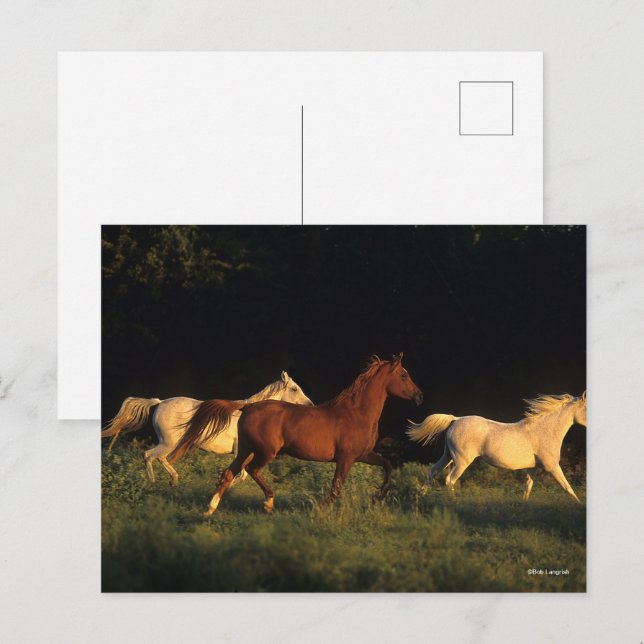 Bob Langrish Three Arabs Running In Evening Light Postcard (Front/Back)