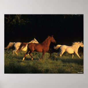Bob Langrish Three Arabs Running In Evening Light Poster