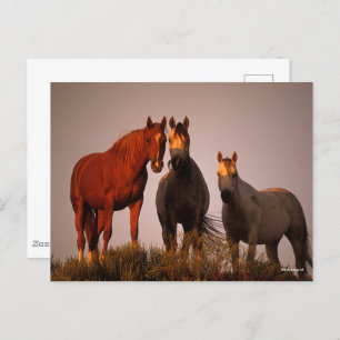 Bob Langrish   Three Arabs Standing In Sunset Postcard