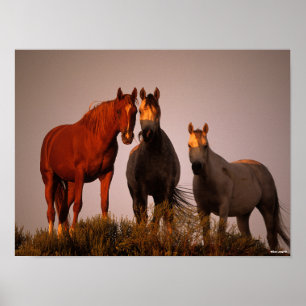 Bob Langrish Three Arabs Standing In Sunset Poster