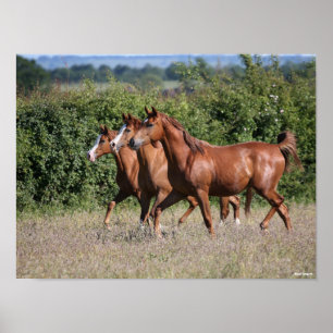 Bob Langrish   Three Chestnut Arab Horses Together Poster