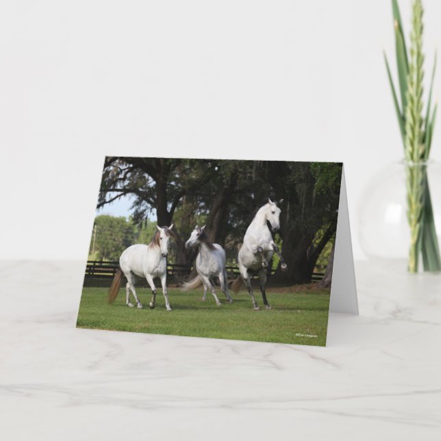 Bob Langrish | Three Grey Andalucians Leaping Card (Front)