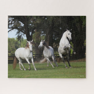 Bob Langrish Three Grey Andalucians Leaping Jigsaw Puzzle