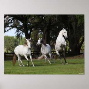 Bob Langrish   Three Grey Andalucians Leaping Poster
