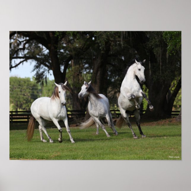 Bob Langrish | Three Grey Andalucians Leaping Poster (Front)