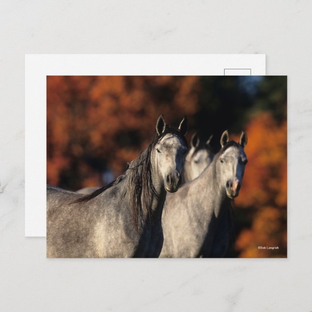 Bob Langrish | Three Grey Arabs Standing Together Postcard (Front/Back)