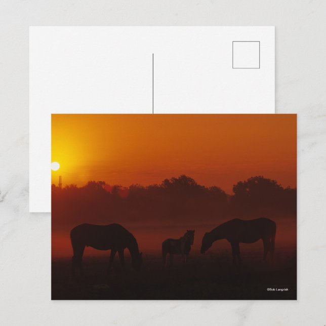 Bob Langrish | Three Horses Grazing at Sunset Postcard (Front/Back)