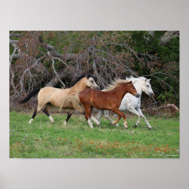 Bob Langrish | Three Ponies Running Together Poster (Front)
