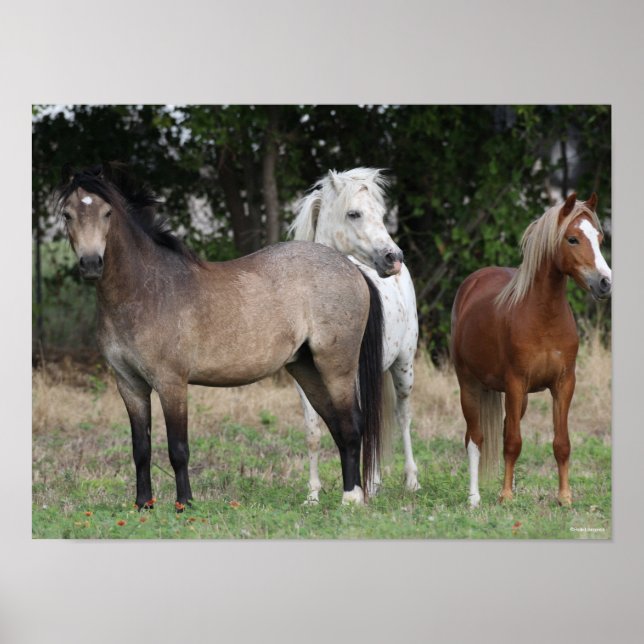 Bob Langrish | Three Ponies Standing Together Poster (Front)