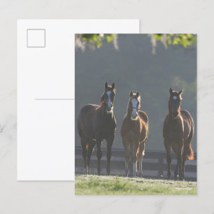 Bob Langrish Three Quarter Horse Youngsters Postcard