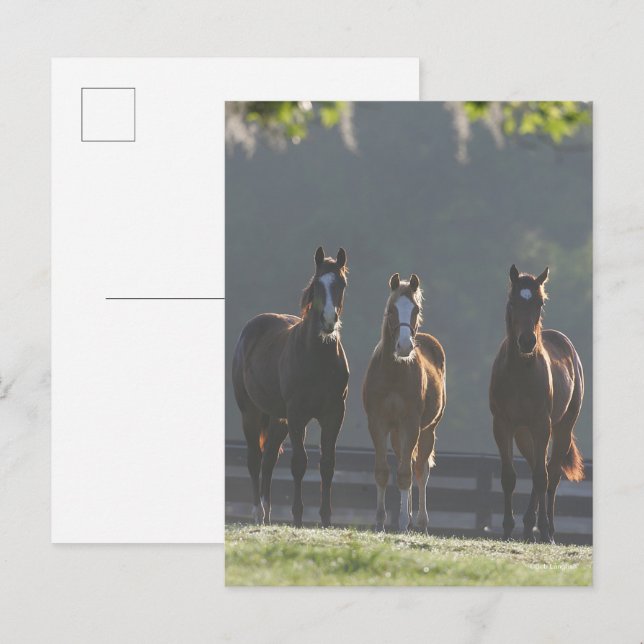 Bob Langrish | Three Quarter Horse Youngsters Postcard (Front/Back)