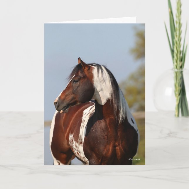 Bob Langrish Tobiano Paint Horse Stallion headshot Card (Front)