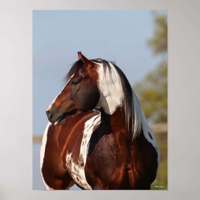 Bob Langrish Tobiano Paint Horse Stallion headshot Poster (Front)