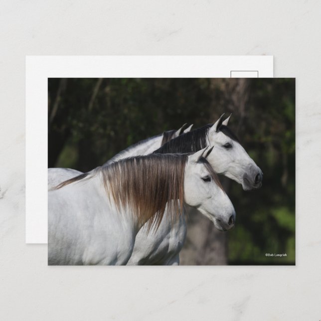 Bob Langrish | Two Andalucians Standing Together Postcard (Front/Back)